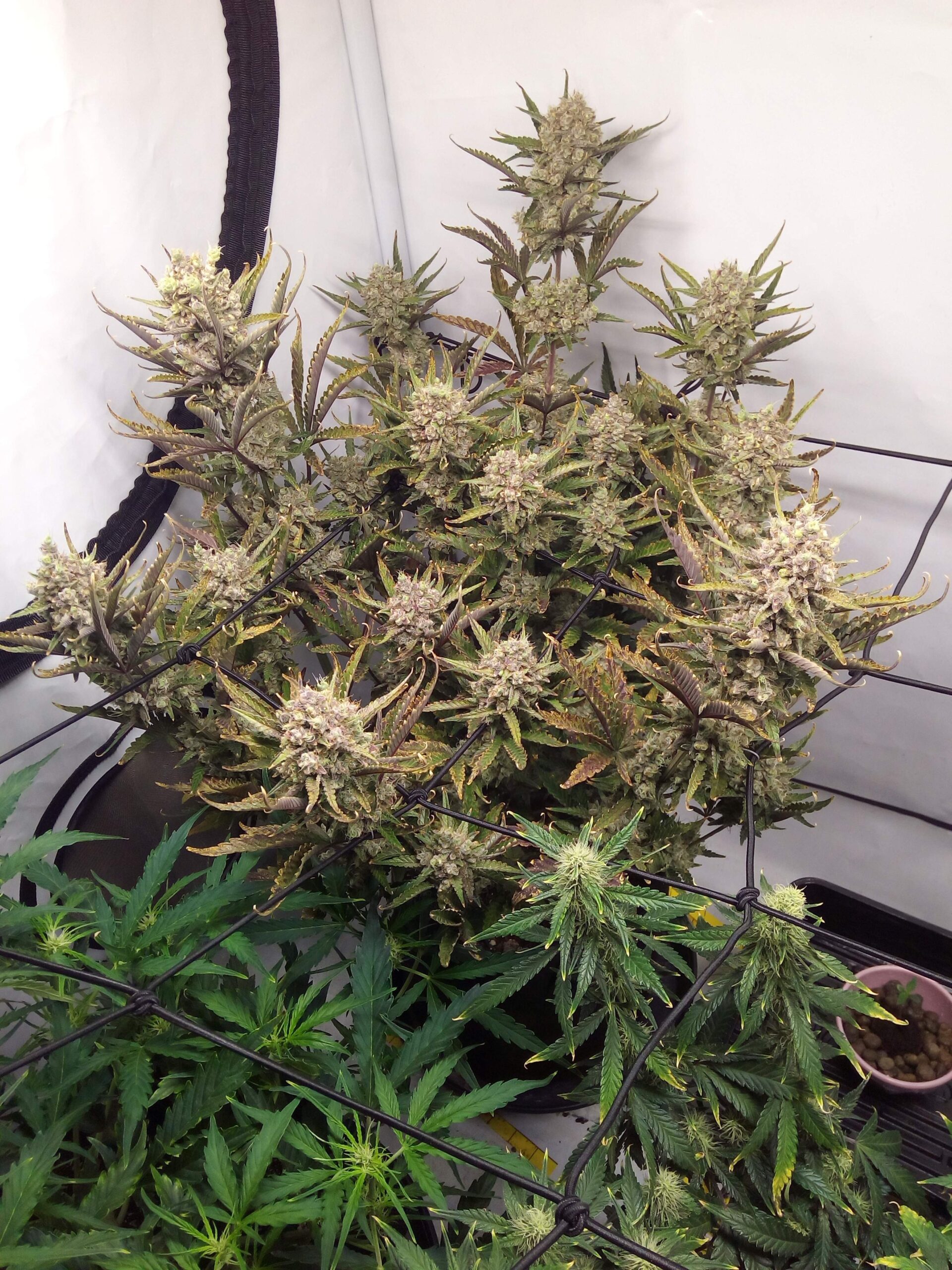 strawberry-cake-auto (3)