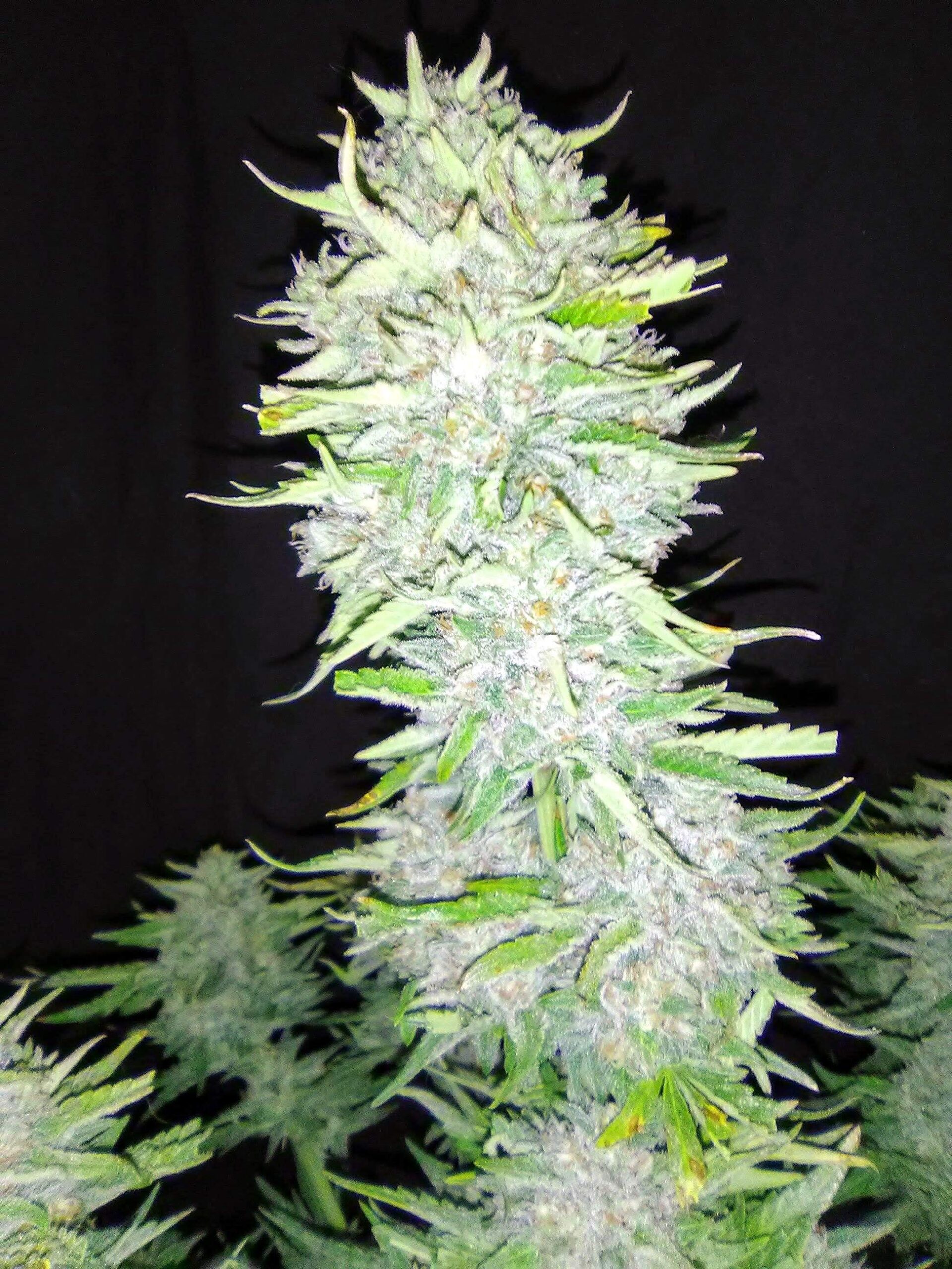 strawberry-cake-auto (5)