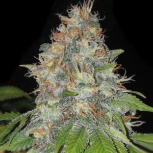 Zbliżenie na kwitnący szczyt rośliny konopi Afghani Auto, pokryty gęstą warstwą żywicy i bursztynowymi włoskami, na ciemnym tle.