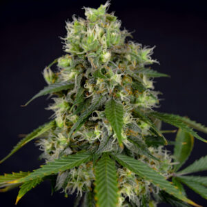 Zbliżenie na kwitnący szczyt rośliny konopi Blueberry Auto, pokryty błyszczącą żywicą, z jasnozielonymi liśćmi i gęstymi pąkami na ciemnym tle.