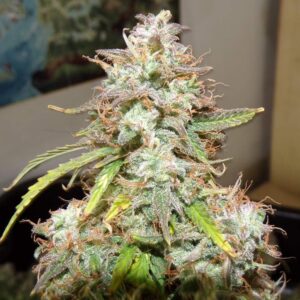 Zbliżenie na kwitnący szczyt rośliny konopi Girl Scout Cookies Auto, pokryty gęstą warstwą żywicy i pomarańczowymi włoskami, z intensywnie zielonymi liśćmi, w tle lekko rozmyte wnętrze pomieszczenia.