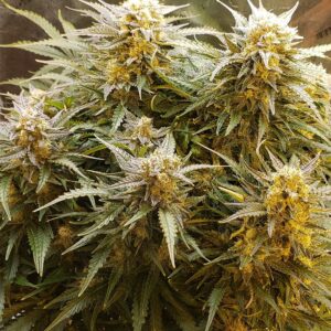 Lemon Skunk Auto – Cytrusowa Moc w Wersji Autoflowering