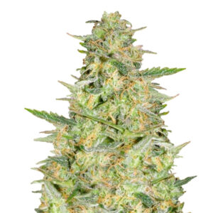 Zbliżenie na roślinę konopi Lowryder Auto, pokrytą gęstą warstwą żywicy, z jasnozielonymi liśćmi i pomarańczowymi włoskami, na białym tle.