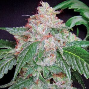 Star Kush F1 Fast Version
