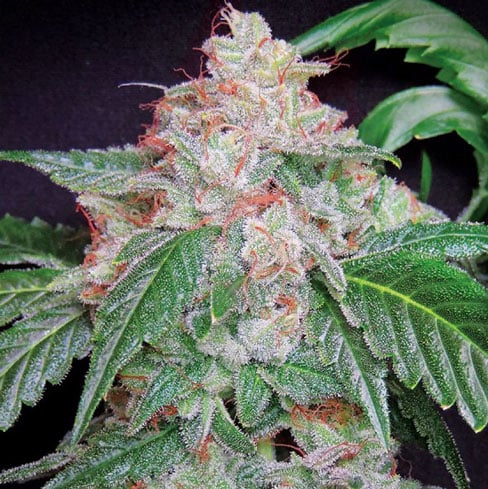 Star Kush F1 Fast Version – Szybkokwitnące nasiona marihuany o dominacji Indica 1 Star Kush F1 Fast Version