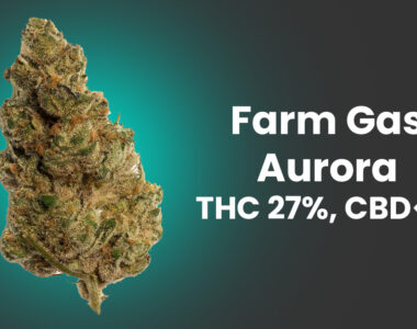 Susz konopi Farm Gas Aurora – Cannabis flos Aurora THC 27%, CBD