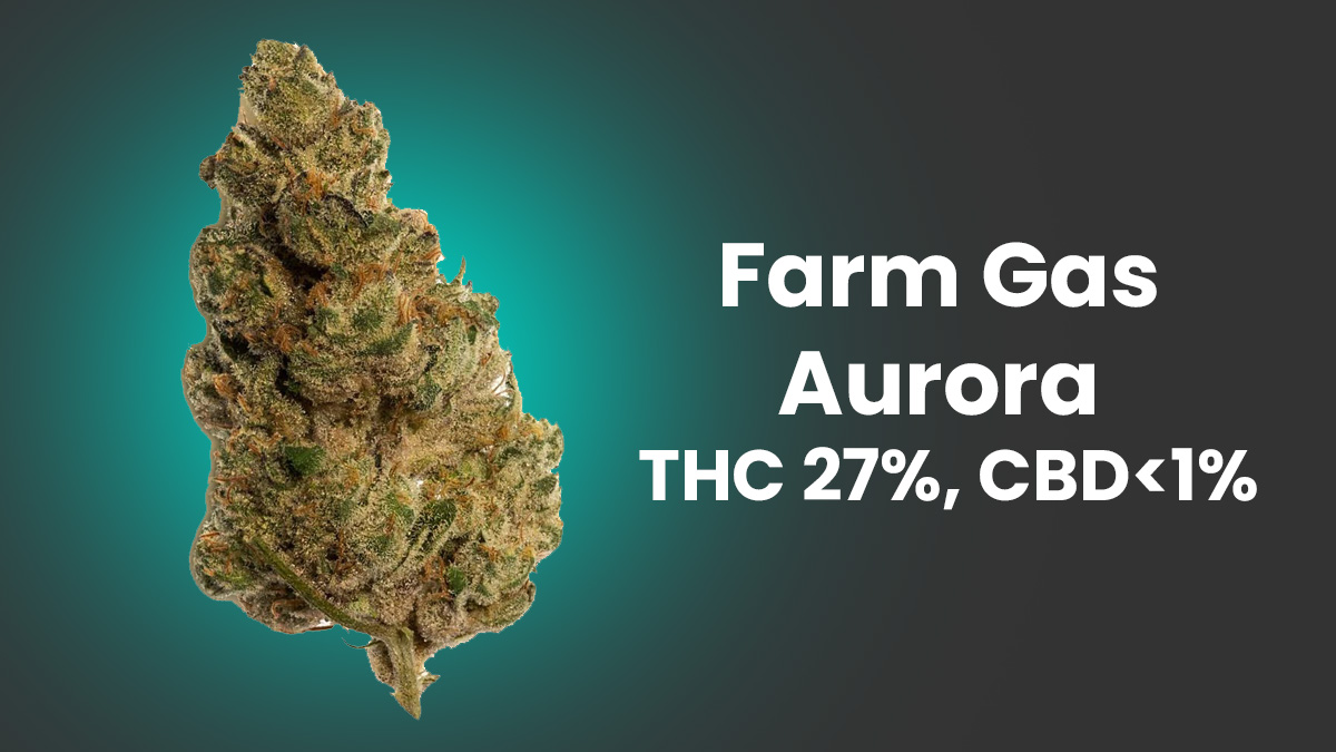 Susz konopi Farm Gas Aurora – Cannabis flos Aurora THC 27%, CBD