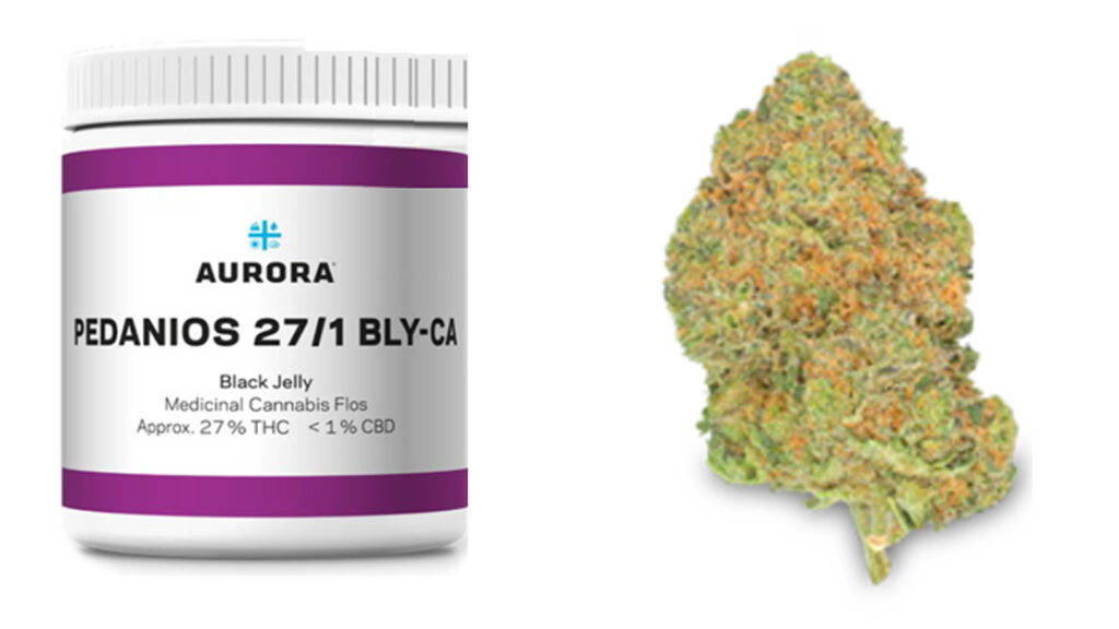 Black Jelly 27% THC – Sativa od Aurora Cannabis 1 Białe opakowanie z fioletowym paskiem zawierające medyczną marihuanę Black Jelly. stężenie 27% THC dla suszu Cannabis flos Pedanios 27/1. Obok kwiat medycznej marihuany, jasnozielony z pomarańczowymi włoskami