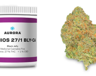Białe opakowanie z fioletowym paskiem zawierające medyczną marihuanę Black Jelly. stężenie 27% THC dla suszu Cannabis flos Pedanios 27/1. Obok kwiat medycznej marihuany, jasnozielony z pomarańczowymi włoskami
