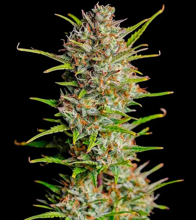 420 Outdoor BOX - ZESTAW AUTO PLON XL – Moc i wydajność w Twojej kolekcji 5 Nasiona Blue Dream
