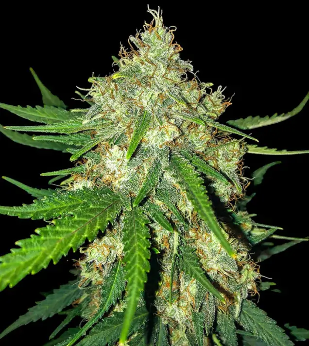 cali-gelato-auto