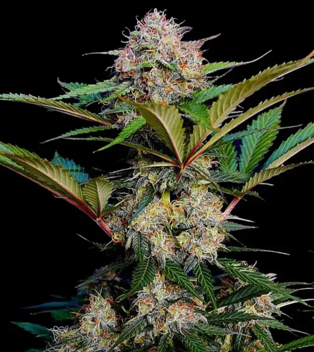 caramel-auto