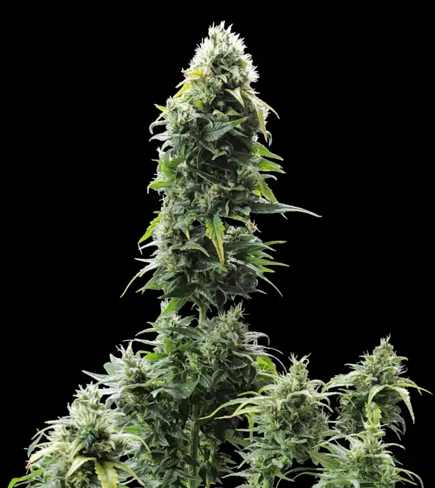 420 Outdoor BOX - ZESTAW AUTO PLON XL – Moc i wydajność w Twojej kolekcji 2 Nasiona konopi Amnesia XXL Auto