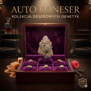 420Market.pl - Najlepsze waporyzatory i akcesoria dla palaczy 22 Zestaw nasion konopi AUTO Koneser – 5 deserowych odmian autoflowering w eleganckim pudełku kolekcjonerskim z fioletowym aksamitem, nasiona jak klejnoty, 420 Outdoor Box 2026