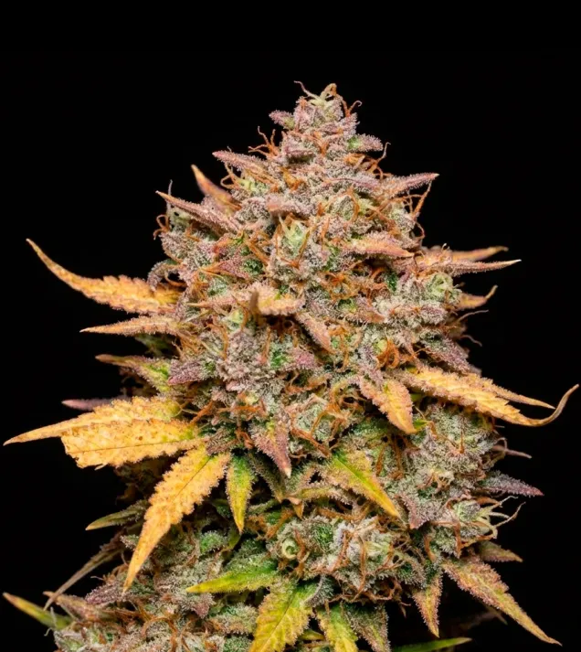 pineapple-sunrise-auto