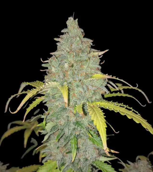 rainbow-candy-auto